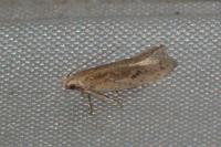 Mirificarma mulinella