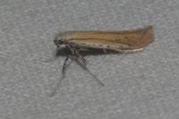 Aspilapteryx tringipennella