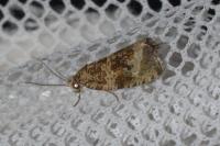 Celypha lacunana