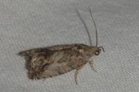 Cydia splendana