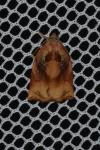Archips podana