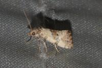 Neocochylis molliculana
