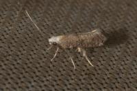 Swammerdamia compunctella