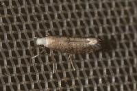 Swammerdamia compunctella