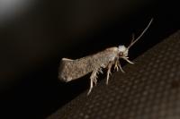 Swammerdamia compunctella
