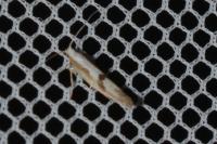 Argyresthia bonnetella