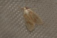 Agonopterix assimilella