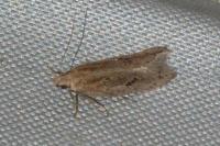 Mirificarma mulinella