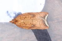Acleris rhombana