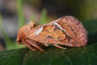 Triodia sylvina