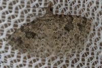 Alucita hexadactyla