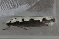 Ethmia bipunctella