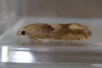 Eucosma conterminana