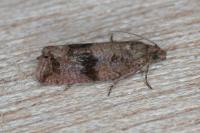 Celypha striana