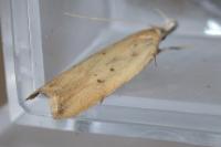 Dichomeris limosella