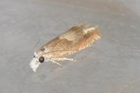 Eucosma conterminana