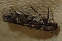 Psoricoptera gibbosella