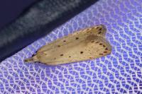 Nothris verbascella