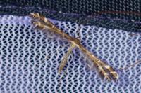 Oxyptilus distans