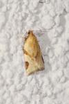 Paramesia gnomana