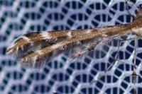 Oxyptilus distans