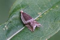 Ancylis habeleri