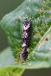 Mompha conturbatella