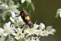 Pammene aurana