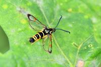 Synanthedon vespiformis