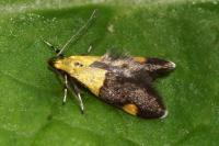 Oecophora bractella