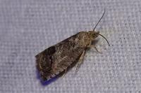 Cydia splendana