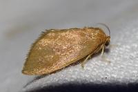 Heterogenea asella