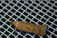 Bryotropha terrella