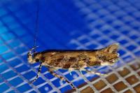 Aristotelia decoratella