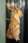 Triodia sylvina