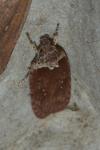 Agonopterix cnicella