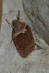 Agonopterix cnicella