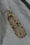 Agonopterix ocellana