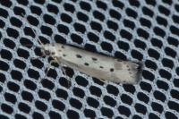 Ethmia terminella