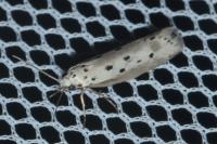 Ethmia terminella