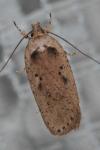 Agonopterix yeatiana