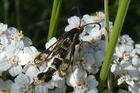 Chamaesphecia empiformis