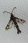 Chamaesphecia empiformis