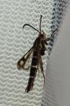 Chamaesphecia empiformis