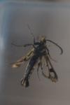 Chamaesphecia empiformis
