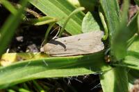 Acompsia antirrhinella/tripunctella