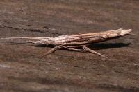 Ypsolopha mucronella