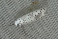 Yponomeuta irrorella