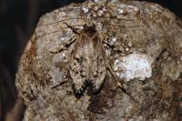 Diurnea fagella