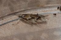 Diurnea lipsiella
